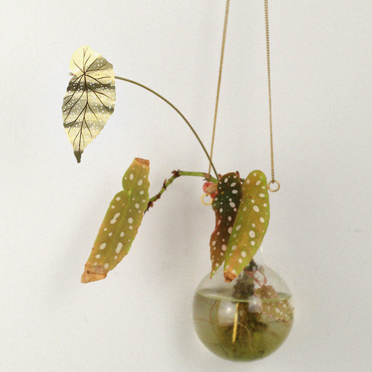 Folha de Vaso Begônia Silvestre