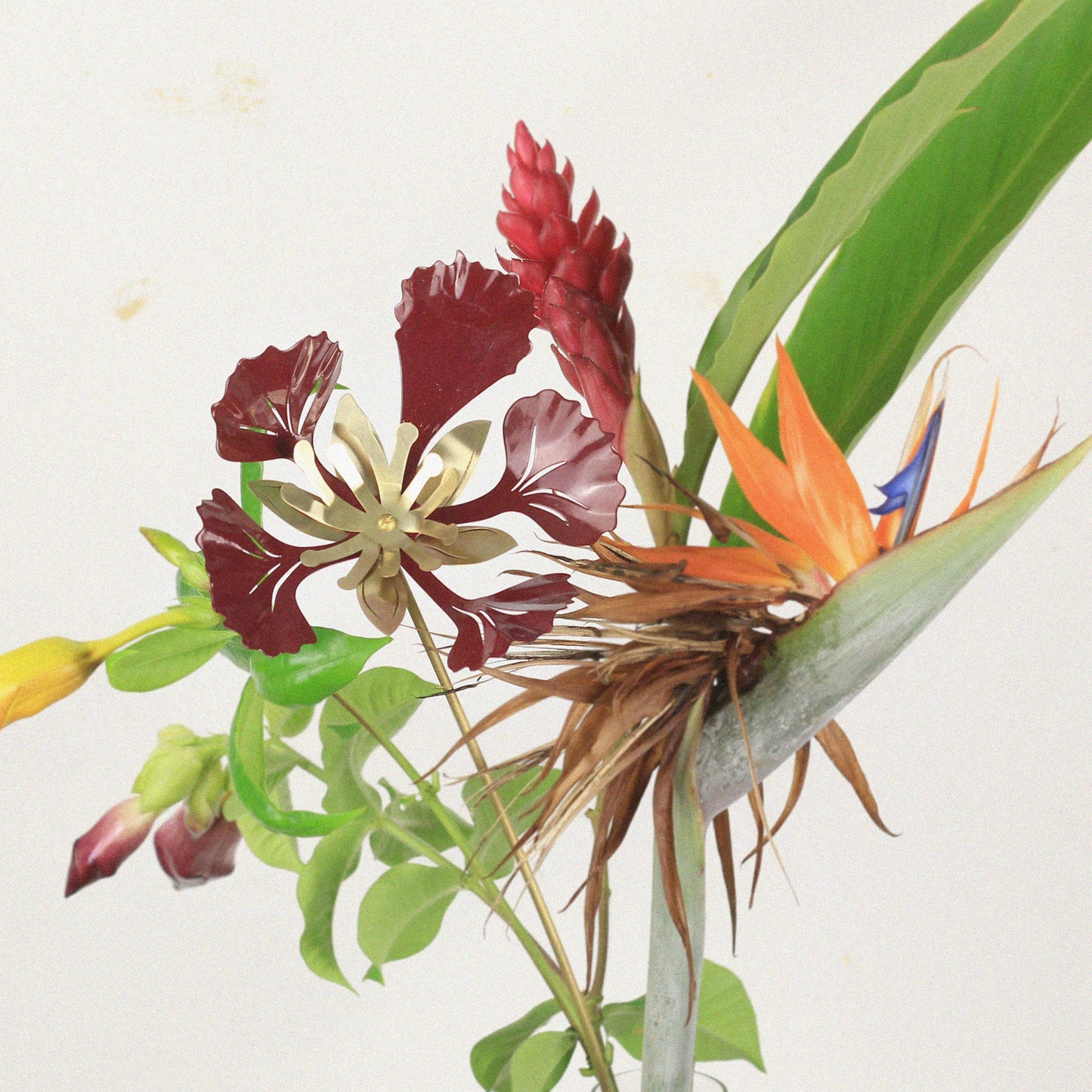 Flor de Vaso Flamboyant
