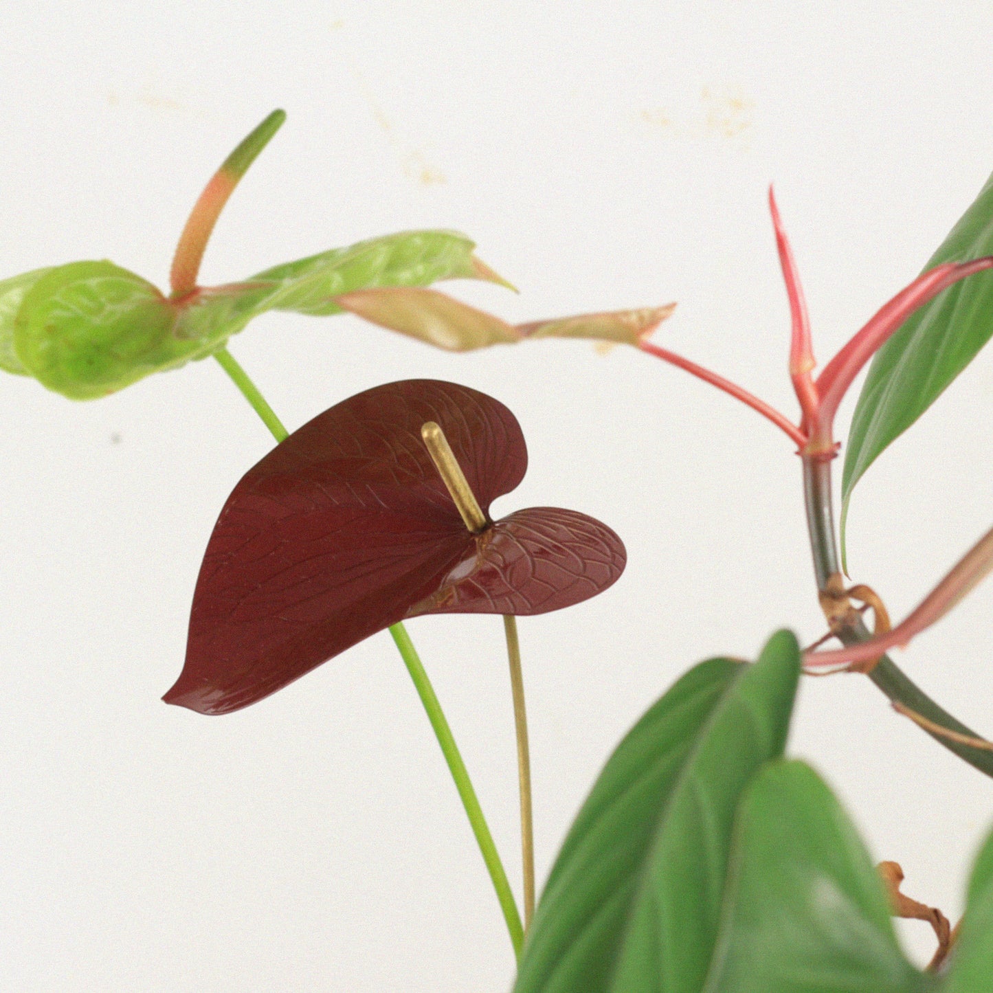 Flor de Vaso Antúrio Vermelho Pequeno