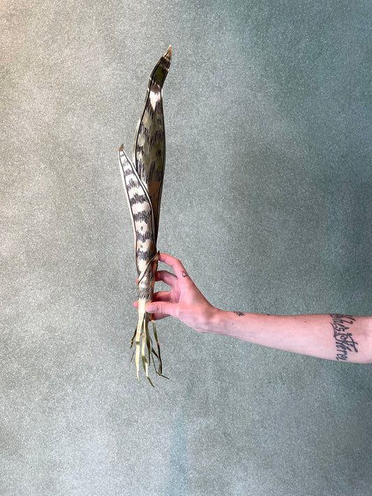 Espada de São Jorge de Parede