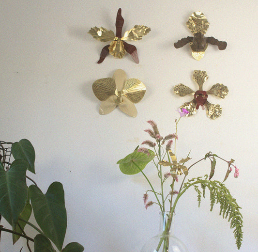 Orquídea Laelia de Parede