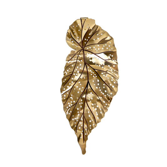 Begônia Silvestre de Parede