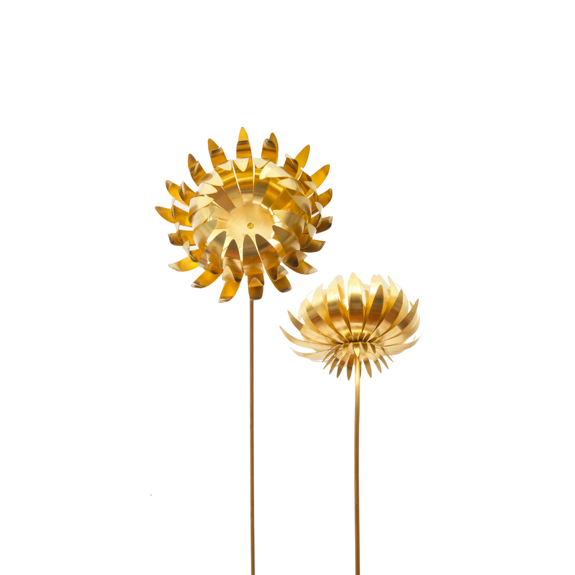 Flor de Vaso Protea P